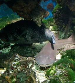 2. legjobb látnivaló: Sóstó Zoo - Nyíregyházi Állatpark Ócenárium