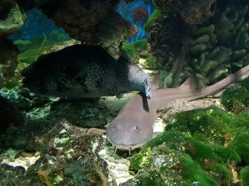 Sóstó Zoo - Nyíregyházi Állatpark Ócenárium Nyíregyháza