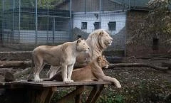 Sóstó Zoo - Nyíregyházi Állatpark