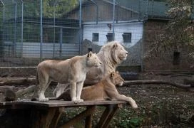 Sóstó Zoo - Nyíregyházi Állatpark Nyíregyháza