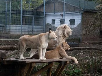 Sóstó Zoo - Nyíregyházi Állatpark Nyíregyháza Sóstó Zoo - Nyíregyházi Állatpark Nyíregyháza