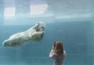 Sóstó Zoo - Nyíregyházi Állatpark Nyíregyháza Sóstó Zoo - Nyíregyházi Állatpark Nyíregyháza