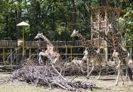 Sóstó Zoo - Nyíregyházi Állatpark Nyíregyháza Sóstó Zoo - Nyíregyházi Állatpark Nyíregyháza