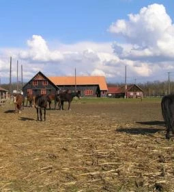 Sóstói Lovasklub Turistaház & Kemping