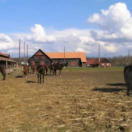 Sóstói Lovasklub Turistaház & Kemping Nyíregyháza - Egyéb