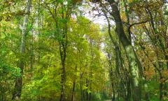 Sóstói-erdő