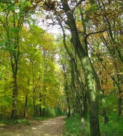 6. legjobb látnivaló: Sóstói-erdő