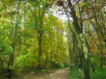 Sóstói-erdő Nyíregyháza