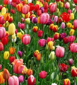 A Kert Tulipánszüret