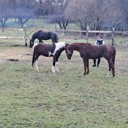 Lovas Vendégház Óbánya - Egyéb