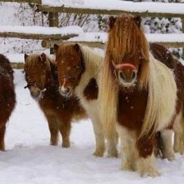 Lovas Vendégház Óbánya - Egyéb