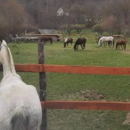 Lovas Vendégház Óbánya - Egyéb