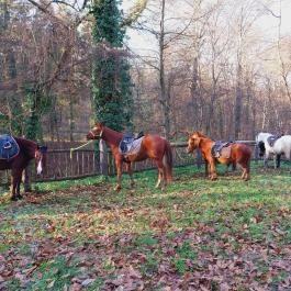Lovas Vendégház Óbánya - Egyéb