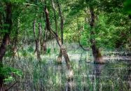 Ócsa - Selyem-réti tanösvény