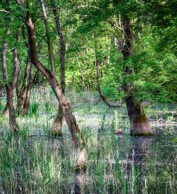 Selyem-réti tanösvény