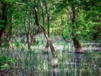 Selyem-réti tanösvény Ócsa