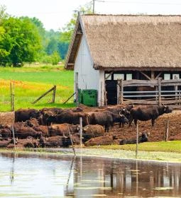 Bivalyrezervátum Mórahalom