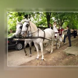 Rácz Tanya Orf? - Egyéb