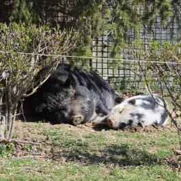 Rácz Tanya Orf? - Egyéb