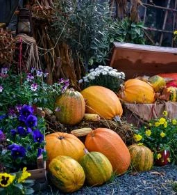 5. legjobb látnivaló: Őrségi Tökfesztivál