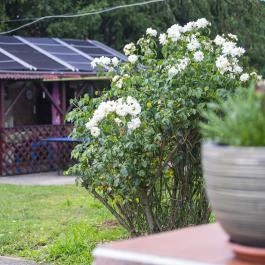 Kulcsos Vendégház Ôriszentpéter - Külső kép