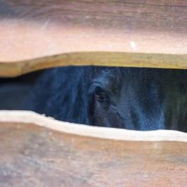 Kulcsos Vendégház Ôriszentpéter - Egyéb