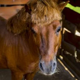 Kulcsos Vendégház Ôriszentpéter - Egyéb