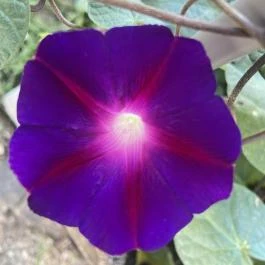 Eszter Vendégház Pacsa - Egyéb