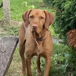 Eszter Vendégház Pacsa - Egyéb