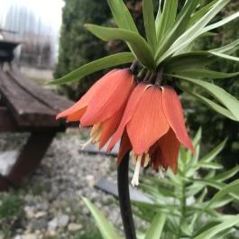 Eszter Vendégház Pacsa - Egyéb