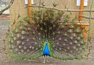 Pákozdi Pagony Vadaspark és Arborétum Pákozd