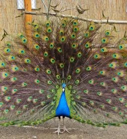 Pákozdi Pagony Vadaspark és Arborétum