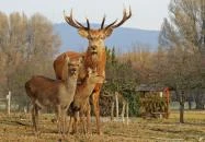 Pákozdi Pagony Vadaspark és Arborétum Pákozd