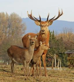 Pákozdi Pagony Vadaspark és Arborétum
