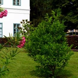 Erzsébet Nagy Szálloda Paks - Medence/kert