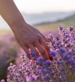 3. legjobb látnivaló: Pannonhalmi Levendulanapok