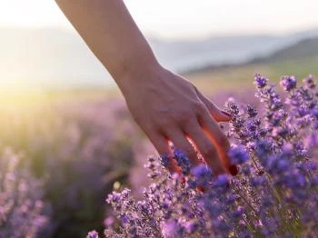 Pannonhalmi Levendulanapok Pannonhalma Pannonhalmi Levendulanapok Pannonhalma