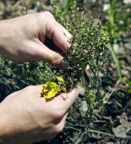 VIATOR Apátsági Étterem és Borbár