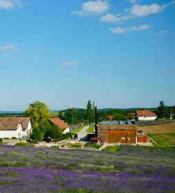 38. legjobb látnivaló: Pannonhalmi Főapátság Arborétuma és Gyógynövénykertje