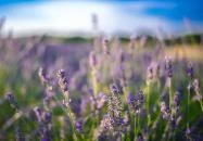 Pannonhalmi Főapátság Arborétuma és Gyógynövénykertje Pannonhalma