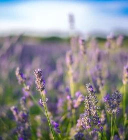Pannonhalmi Főapátság Arborétuma és Gyógynövénykertje