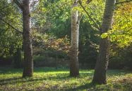 Pannonhalmi Főapátság Arborétuma és Gyógynövénykertje Pannonhalma