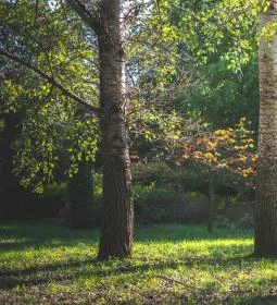 Pannonhalmi Főapátság Arborétuma és Gyógynövénykertje