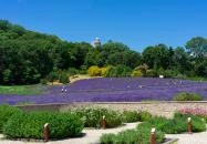 Pannonhalmi Főapátság Arborétuma és Gyógynövénykertje Pannonhalma
