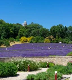 Pannonhalmi Főapátság Arborétuma és Gyógynövénykertje