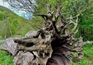 Parádfürdő - Rákóczi-fa 