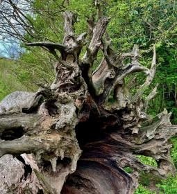 176. legjobb látnivaló: Rákóczi-fa 