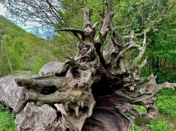 Rákóczi-fa Parádfürdő