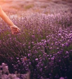 Pátyi Levendulás Kert