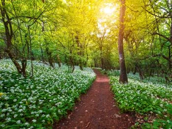 Mecseki Parkerdő Pécs